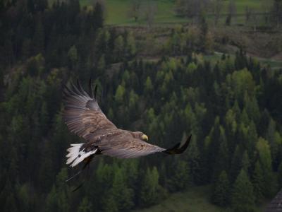 Ørn der flyver. Fotokreditering: Klappe